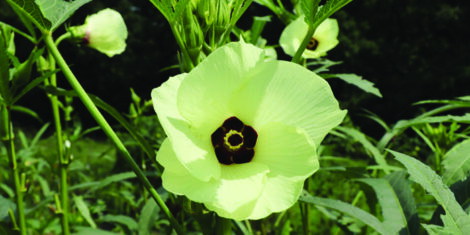 Okra flower growing on a stalk in a patch of okra plants